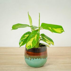 ctenanthe-golden-mosaic