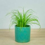 cyperus-zumula-kocia-trawa