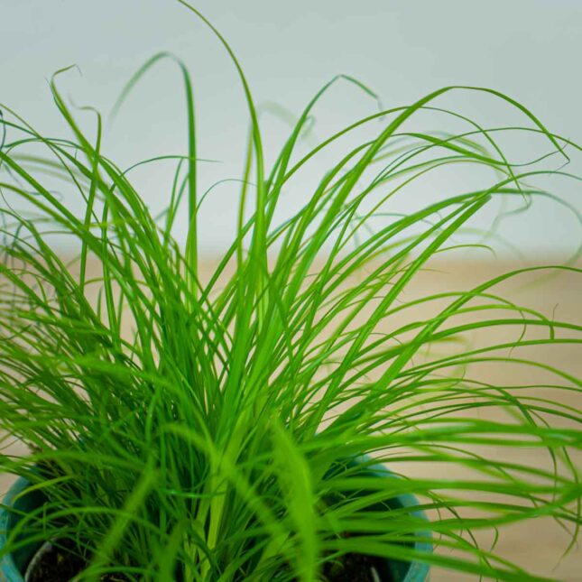 cyperus-zumula-kocia-trawa (2) cyperus-zumula-kocia-trawa