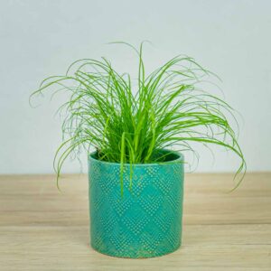cyperus-zumula-kocia-trawa