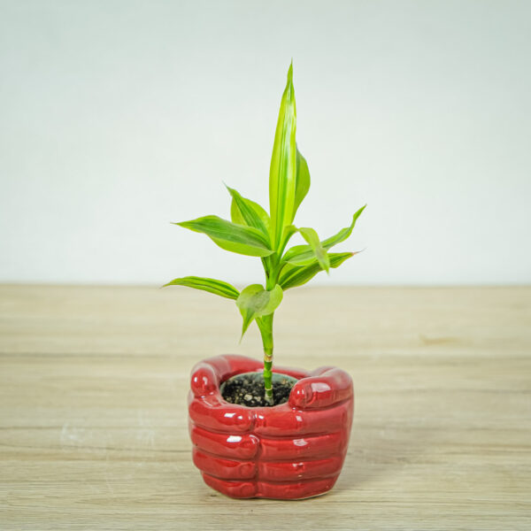 dracena-sanderiana-gold-dracaena dracena-sanderiana-gold-dracaena