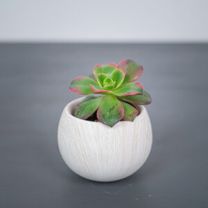 eonium-kiwi-aeonium-haworthii