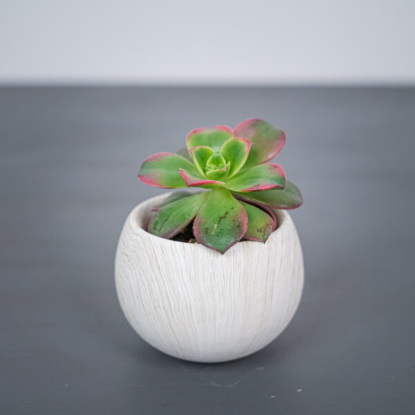 eonium-kiwi-aeonium-haworthii eonium-kiwi-aeonium-haworthii