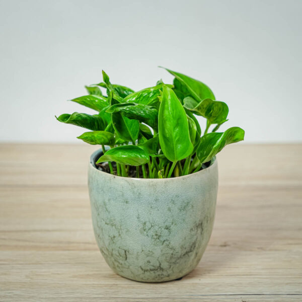 epipremnum-godzilla-shangri-la epipremnum-godzilla-shangri-la