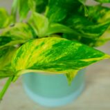 epipremnum-hicolor-golden-queen