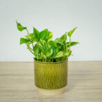 epipremnum-njoy-gold