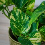 epipremnum-njoy-gold