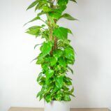 epipremnum-zlociste-na-paliku-epipremnum-aureum-gigant