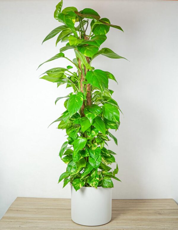epipremnum-zlociste-na-paliku-epipremnum-aureum-gigant epipremnum-zlociste-na-paliku-epipremnum-aureum-gigant