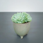 eszeweria-elegans-echeveria