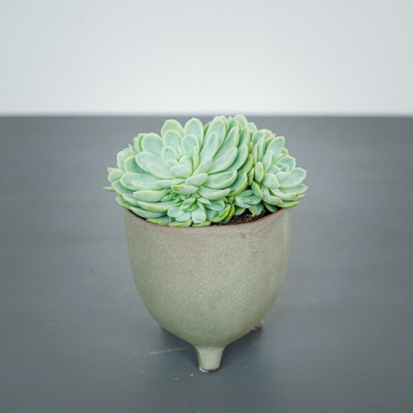 eszeweria-elegans-echeveria eszeweria-elegans-echeveria