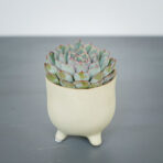 eszeweria-herclues-echeveria