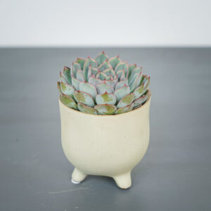 eszeweria-herclues-echeveria