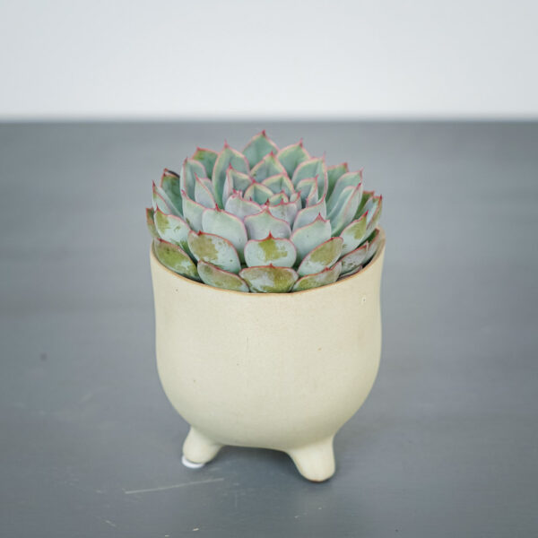 eszeweria-herclues-echeveria