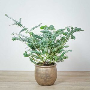 eukaliptus-eucalyptus-gunni