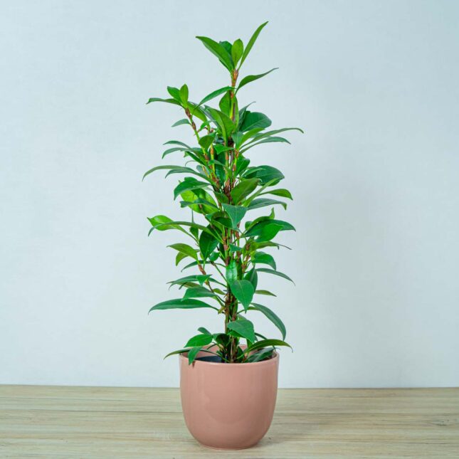 fikus-cyathistipula-ficus