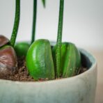 kasztanowiec-australijski-castanospermum-australe