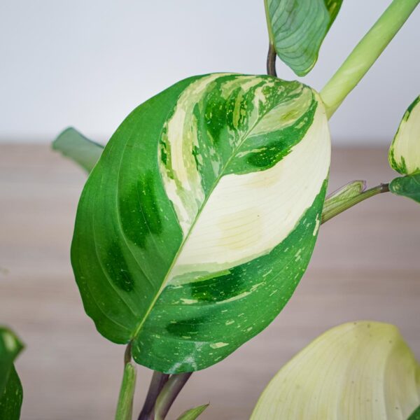 maranta-leuconeura-kerchoveana-variegata (2) maranta-leuconeura-kerchoveana-variegata