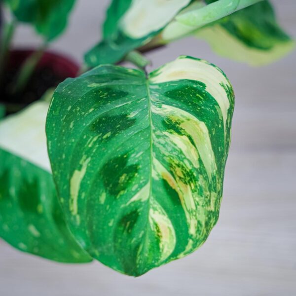 maranta-leuconeura-kerchoveana-variegata (3) maranta-leuconeura-kerchoveana-variegata