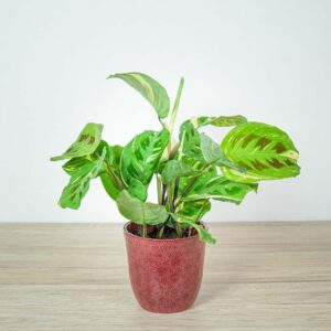maranta-leuconeura-kerchoveana-variegata