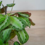 maranta-silver-band