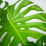 monstera-deliciosa-big-form