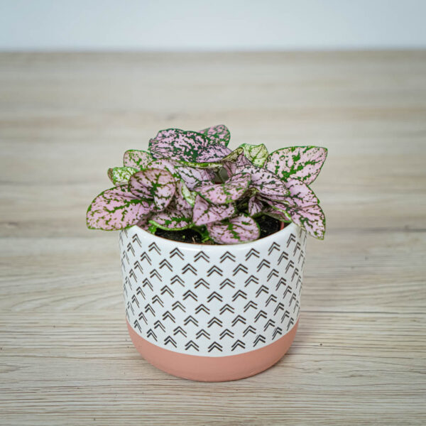 Niedośpian Hypoestes
