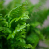 paproc-nephrolepis