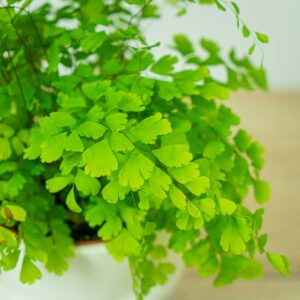 paproc-niekropien-klinowaty-adiantum-raddianum-fragrans