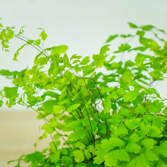 paproc-niekropien-klinowaty-adiantum-raddianum-fragrans (3) paproc-niekropien-klinowaty-adiantum-raddianum-fragrans