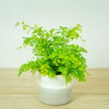 paproc-niekropien-klinowaty-adiantum-raddianum-fragrans