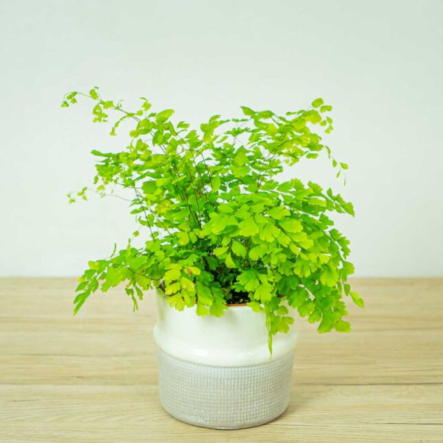paproc-niekropien-klinowaty-adiantum-raddianum-fragrans paproc-niekropien-klinowaty-adiantum-raddianum-fragrans