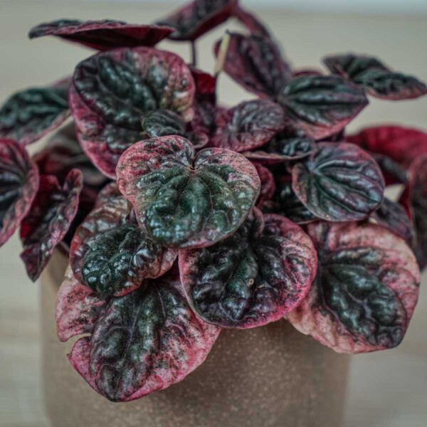peperomia-caperata-abricos (2) peperomia-caperata-abricos