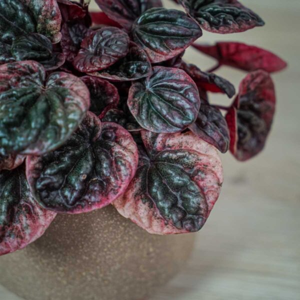 peperomia-caperata-abricos (3) peperomia-caperata-abricos