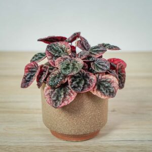 peperomia-caperata-abricos