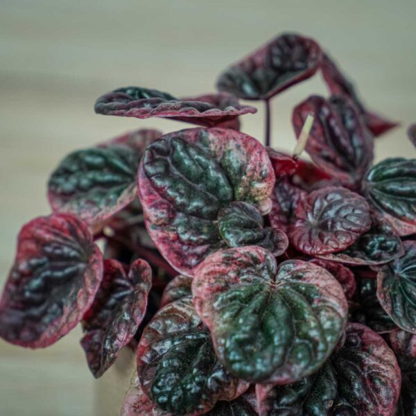 peperomia-caperata-abricos (4) peperomia-caperata-abricos