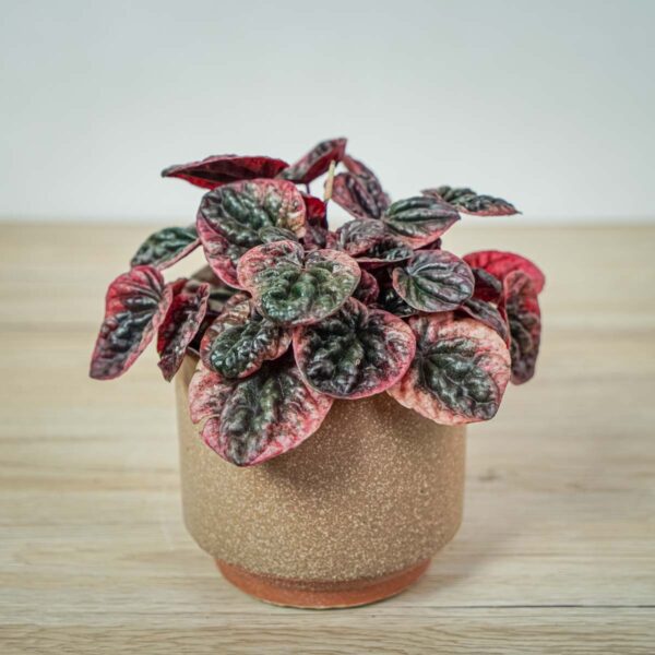 peperomia-caperata-abricos peperomia-caperata-abricos