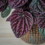 peperomia-red-luna