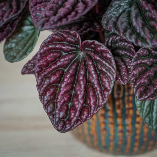 peperomia-red-luna (2) peperomia-red-luna