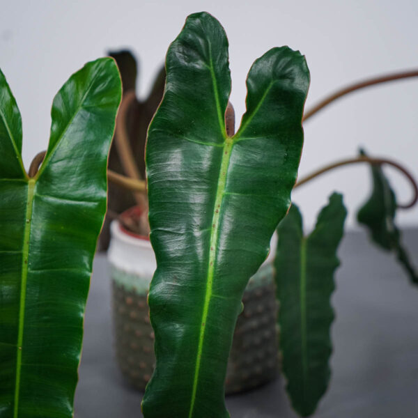 philodendron-billietiae-x-atabapoense (2) philodendron-billietiae-x-atabapoense (2)