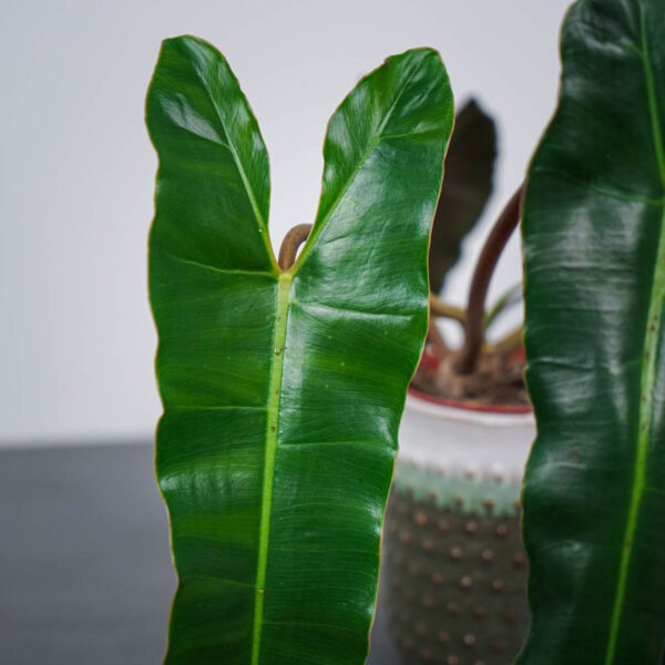 philodendron-billietiae-x-atabapoense (3) philodendron-billietiae-x-atabapoense