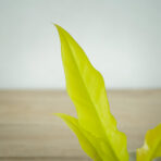 philodendron-golden-saw-crocodile