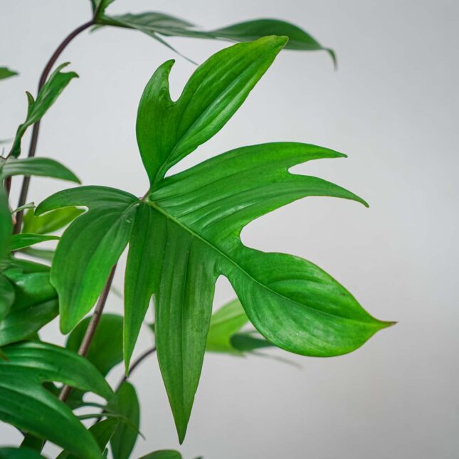 philodendron-pedatum (2) philodendron-pedatum