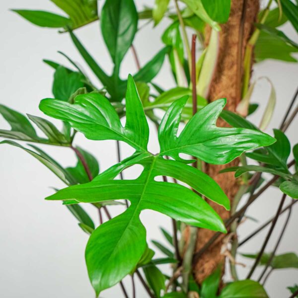 philodendron-pedatum (2) philodendron-pedatum
