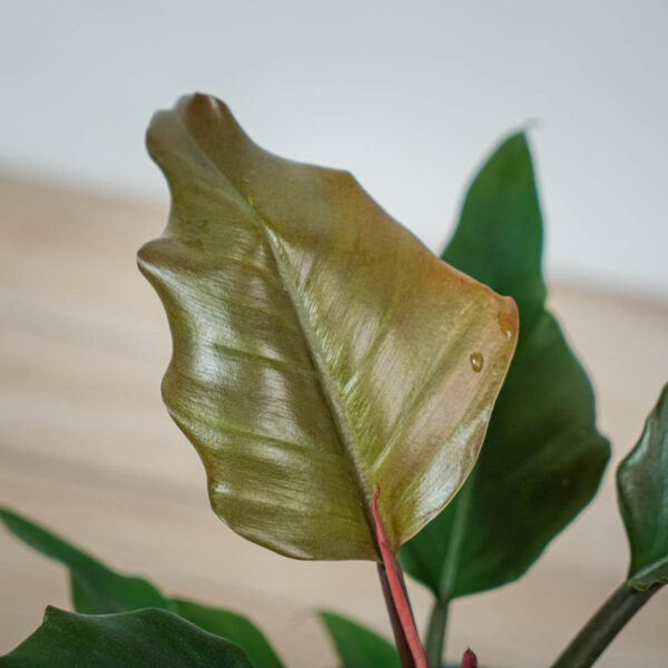 philodendron-pluto (2) philodendron-pluto