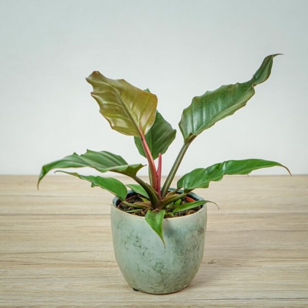 philodendron-pluto philodendron-pluto