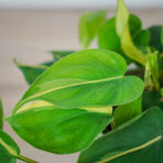 philodendron-scandens-brasil