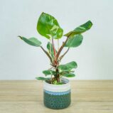 philodendron-white-knight