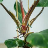 philodendron-white-knight