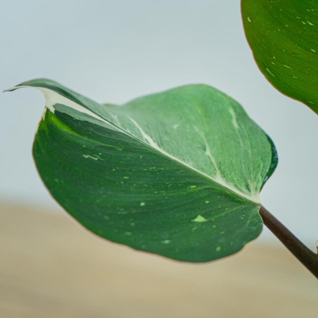 philodendron-white-knight (3) philodendron-white-knight
